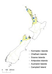 Sagittaria subulata distribution map based on databased records at AK, CHR, NZFRI, OTA, WAIK & WELT.
 Image: K.Boardman © Landcare Research 2020 CC BY 4.0